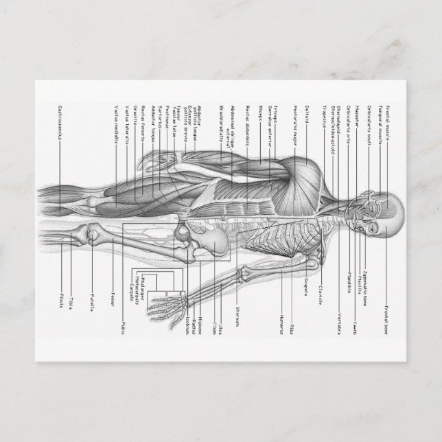 Human Anatomy Chart Postcard (Front)