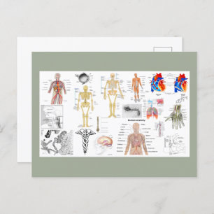 Human Anatomy Charts Postcard