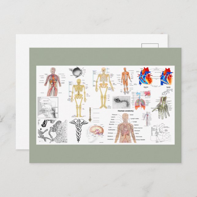 Human Anatomy Charts Postcard (Front/Back)