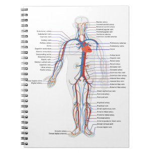 Human Anatomy &  Circulation Customised Notebook