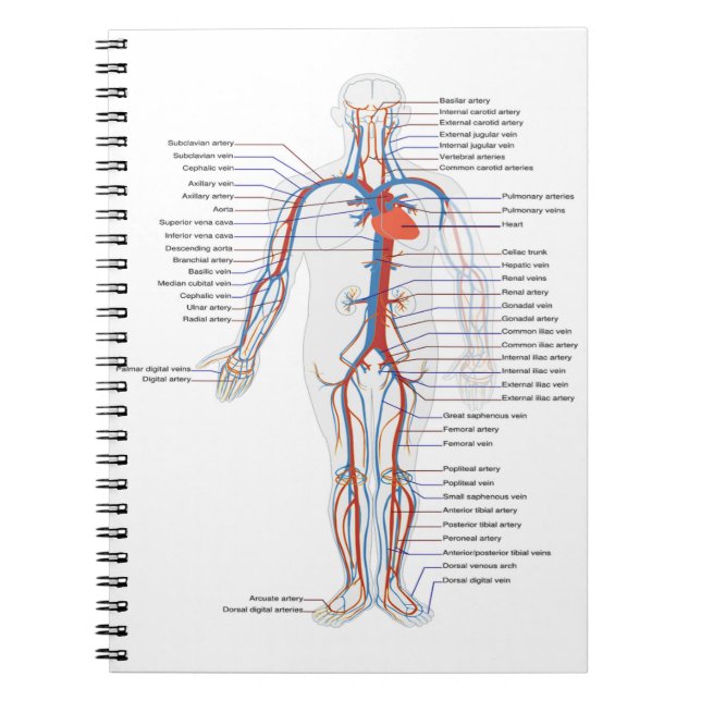 Human Anatomy &  Circulation Customised Notebook (Front)