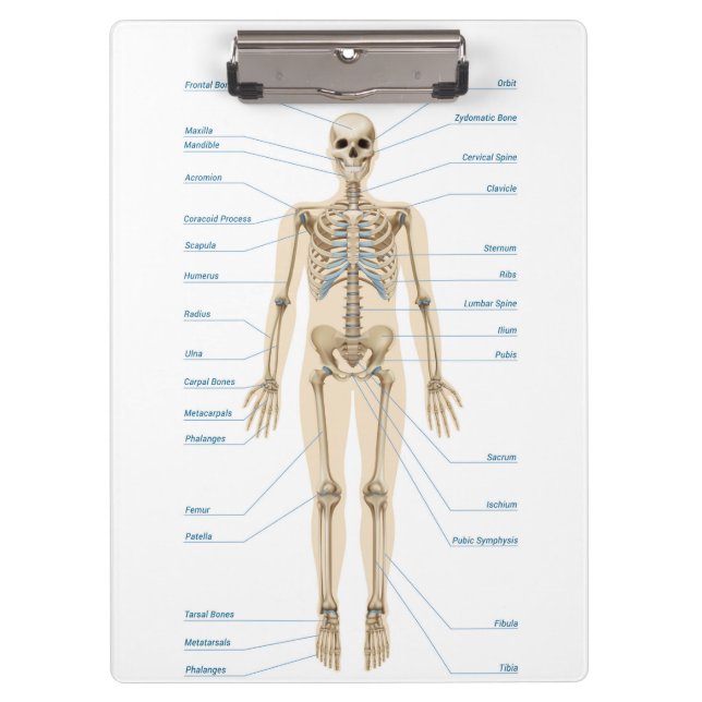 Human Anatomy Clipboard (Front)