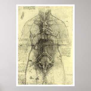 Human Anatomy, Female Torso by Leonardo da Vinci Poster