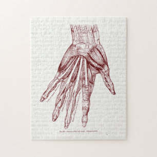Human Anatomy Hand Muscles Red Jigsaw Puzzle