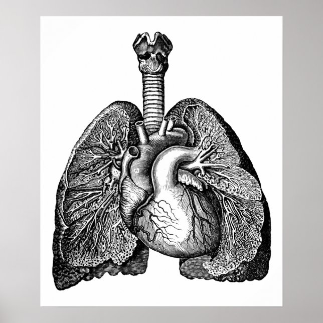 Human Anatomy Heart Lungs Science Art Poster (Front)