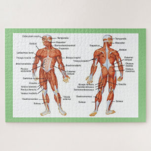 Human Anatomy  Jigsaw Puzzle