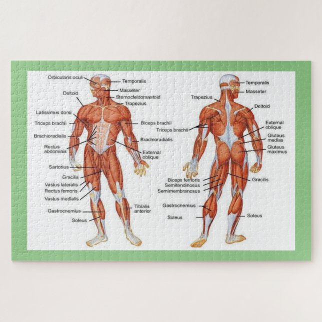 Human Anatomy  Jigsaw Puzzle (Horizontal)