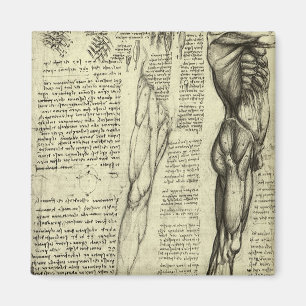 Human Anatomy Male Muscles by Leonardo da Vinci Magnet