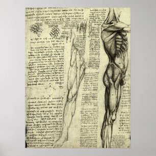 Human Anatomy Male Muscles by Leonardo da Vinci Poster