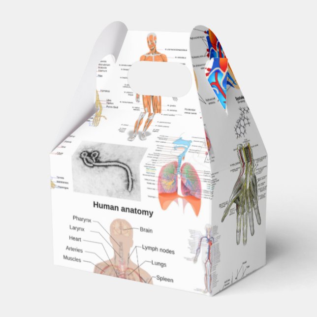 Human Anatomy Medical Charts Favour Box (Front Side)
