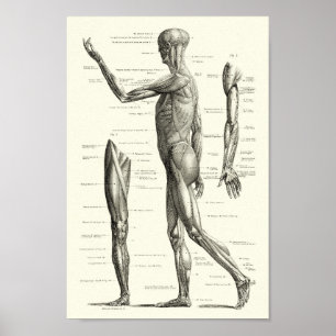 Human anatomy, muscles of the human body poster