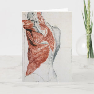 Human Anatomy; Muscles of the Torso and Shoulder Card