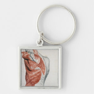 Human Anatomy; Muscles of the Torso and Shoulder Key Ring