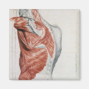 Human Anatomy; Muscles of the Torso and Shoulder Magnet