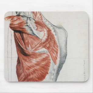 Human Anatomy; Muscles of the Torso and Shoulder Mouse Pad