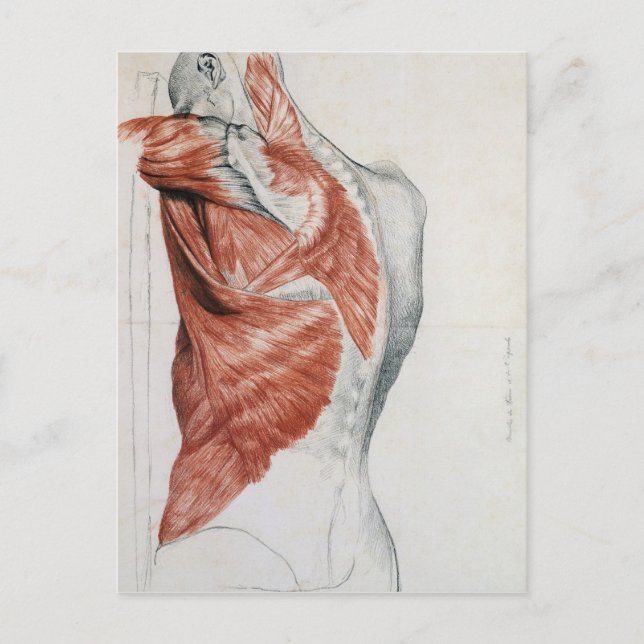 Human Anatomy; Muscles of the Torso and Shoulder Postcard (Front)