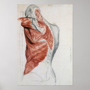 Human Anatomy; Muscles of the Torso and Shoulder Poster
