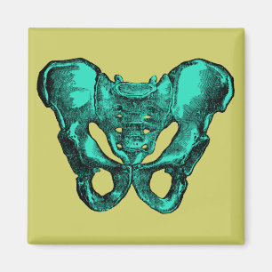 Human Anatomy Pelvis Bones Magnet