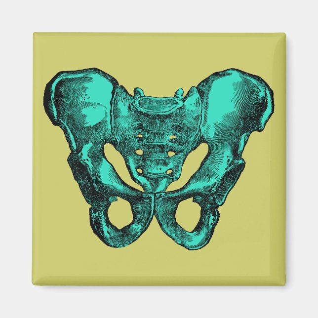 Human Anatomy Pelvis Bones Magnet (Front)