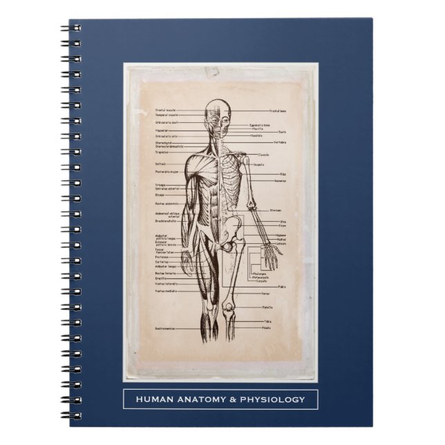 Human Anatomy & Physiology Customised Notebook (Front)