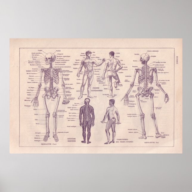 Human Anatomy Poster (Front)