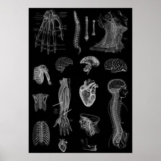 Human Anatomy Print (Front)