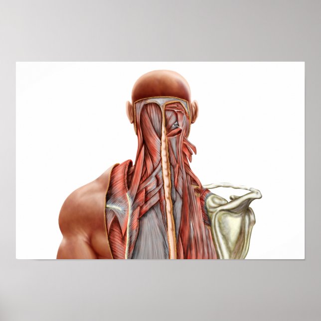 Human Anatomy Showing Deep Muscles In The Neck Poster (Front)