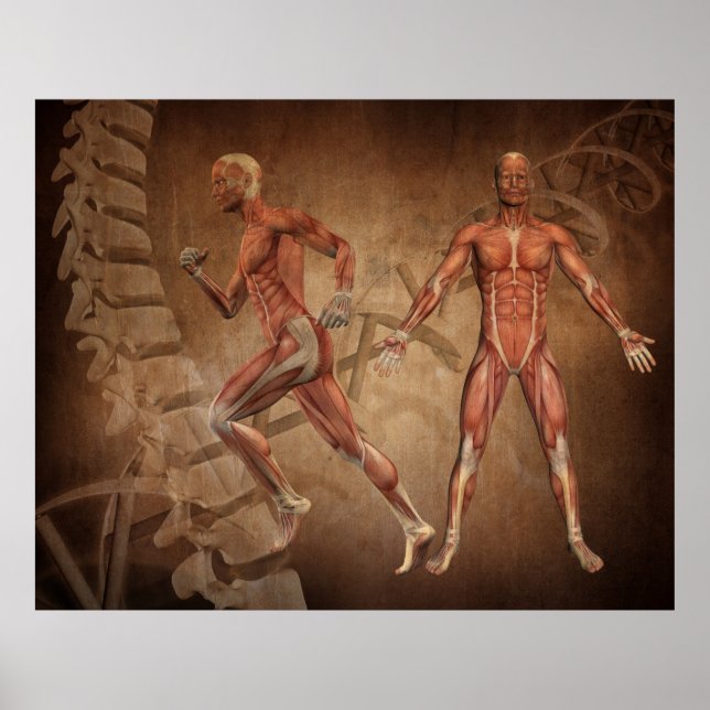 Human Anatomy, Spine and DNA Strands  Poster (Front)