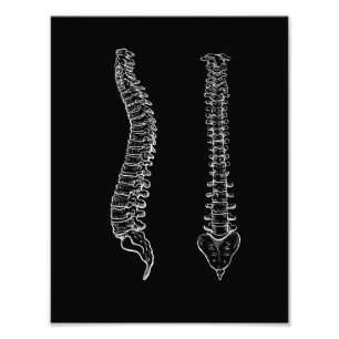 Human anatomy spine, black and white photo print