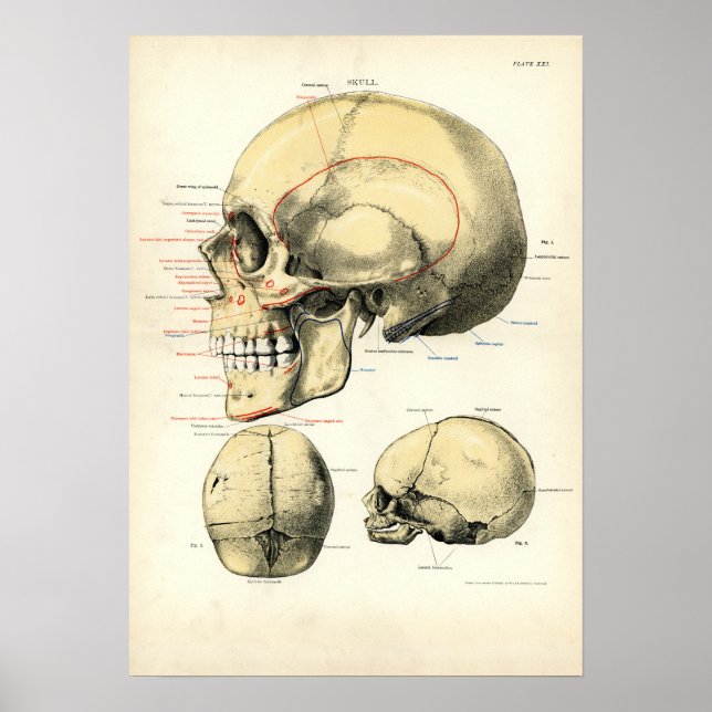 Human Anatomy - The Skull Poster (Front)