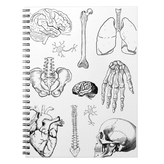 Human Anatomy Vintage Medical Illustration Set Notebook (Front)