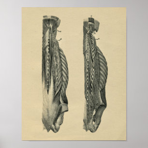 Human Back Muscle Anatomy 1902 Vintage Print