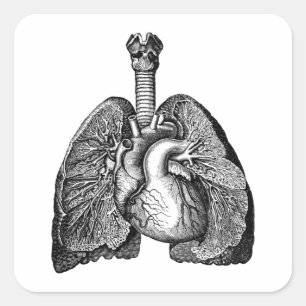 Human Biology Anatomy Heart Lungs Science Art Square Sticker
