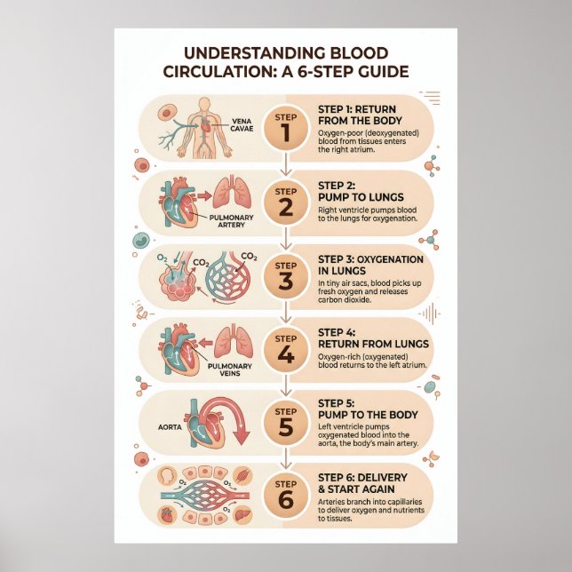 Human Blood Circulation: A 6-Step Educational Poster (Front)