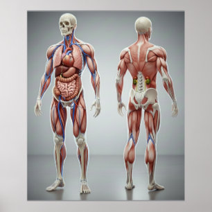 Human Body Anatomy Educational Kids Science Poster