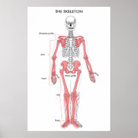 Human Body Anatomy Skeleton Anatomical Bone Chart