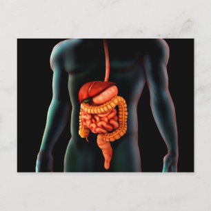 Human Body And Digestive System Postcard
