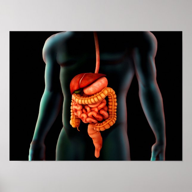 Human Body And Digestive System Poster (Front)