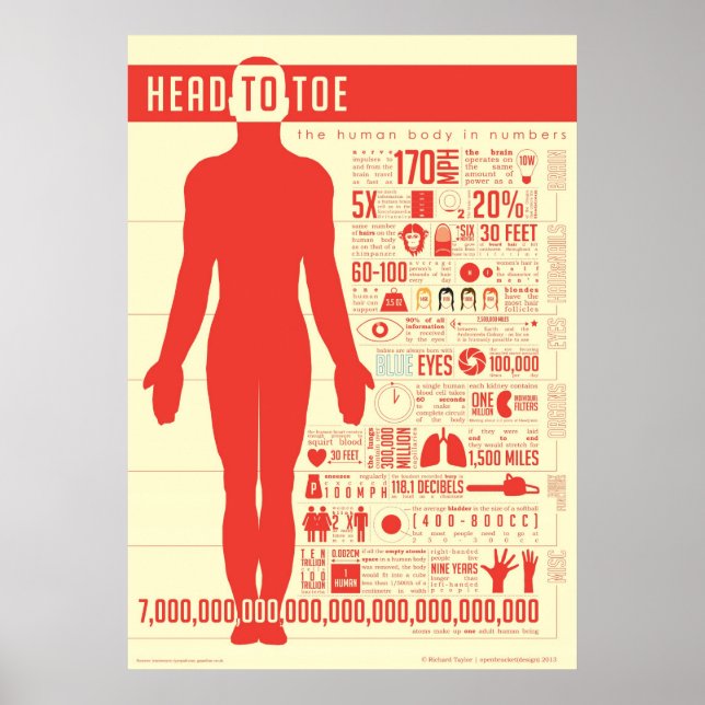 Human Body in Numbers Poster (Front)