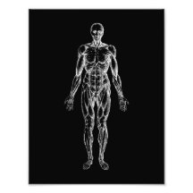 Human body, male anatomy black and white