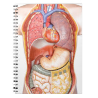 Human body model with organs isolated on white