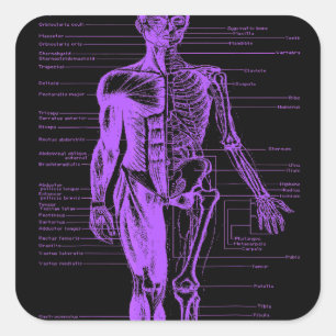 Human Body Muscle Anatomy Doctor Nurse Purple Square Sticker