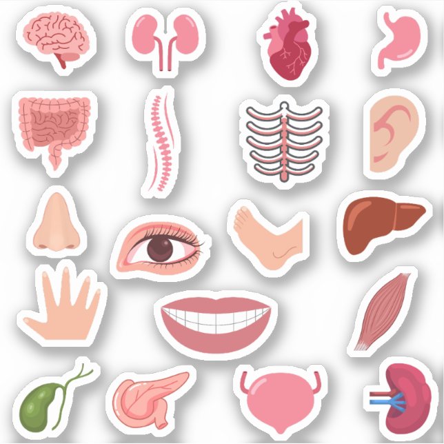 HUMAN BODY STICKERS (Front)