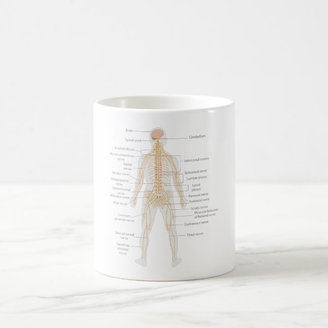Human Body's Nervous System Body Diagram Chart  Coffee Mug (Center)