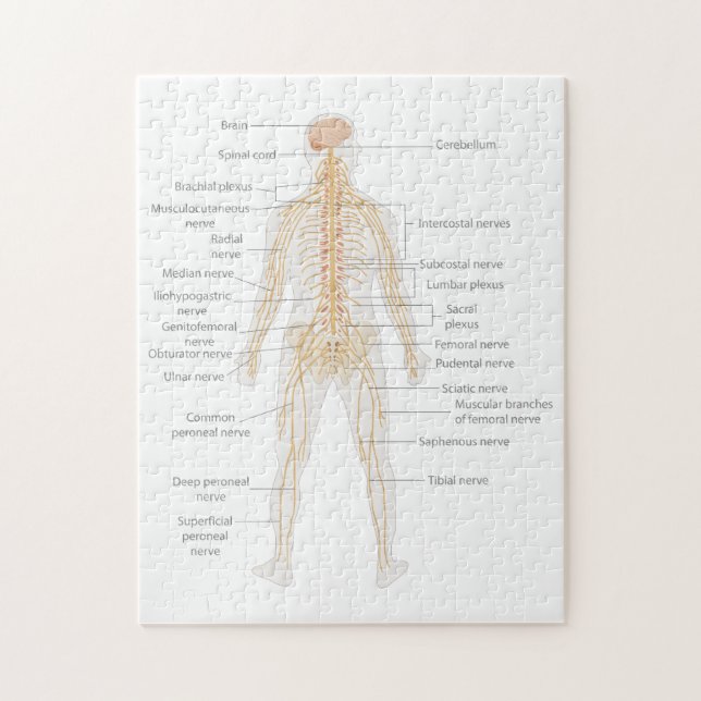 Human Body's Nervous System Body Diagram Chart  Jigsaw Puzzle (Vertical)