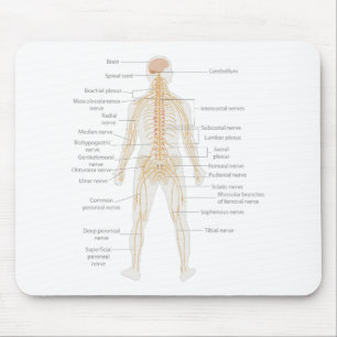 Human Body's Nervous System Body Diagram Chart Mouse Pad