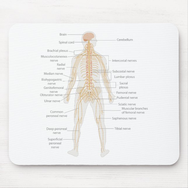 Human Body's Nervous System Body Diagram Chart Mouse Pad (Front)