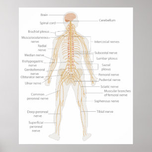Human Body's Nervous System Body Diagram Poster