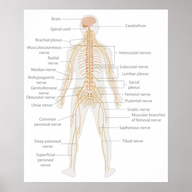 Human Body's Nervous System Body Diagram  Poster (Front)