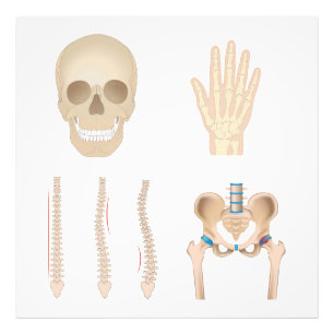 Human bones photo print